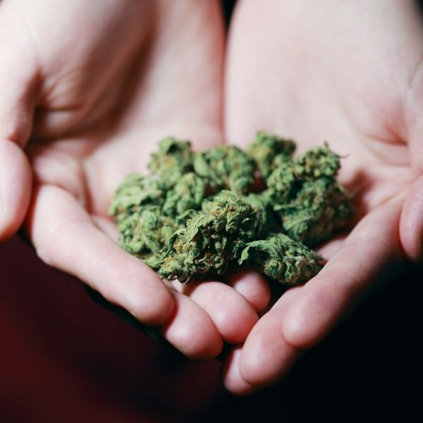 The Illegalization of Marijuana: A Brief History