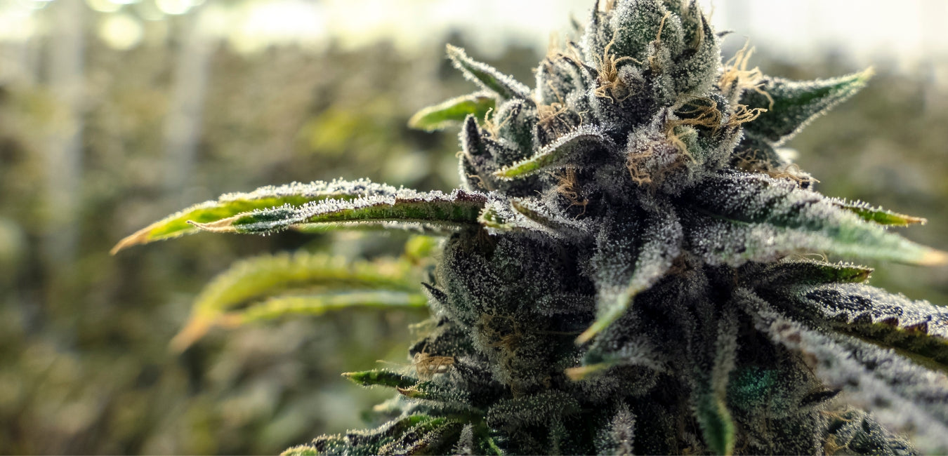 THC Drug Tests